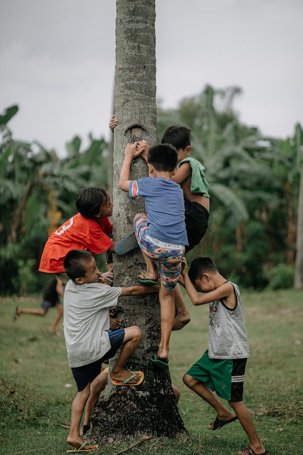 boys climbing trees